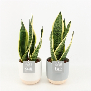 Sansevieria trifasciata Futura Superba