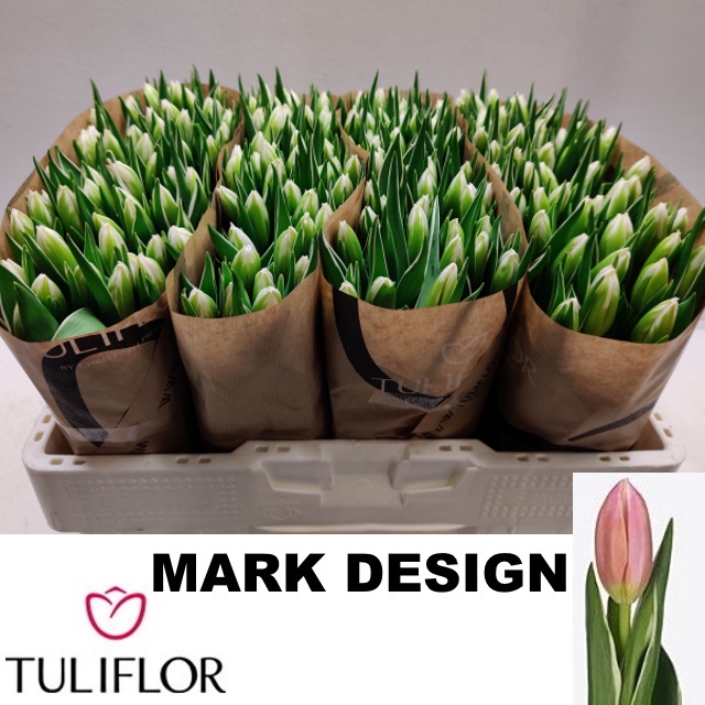 <h4>TU EN MARK DESIGN</h4>