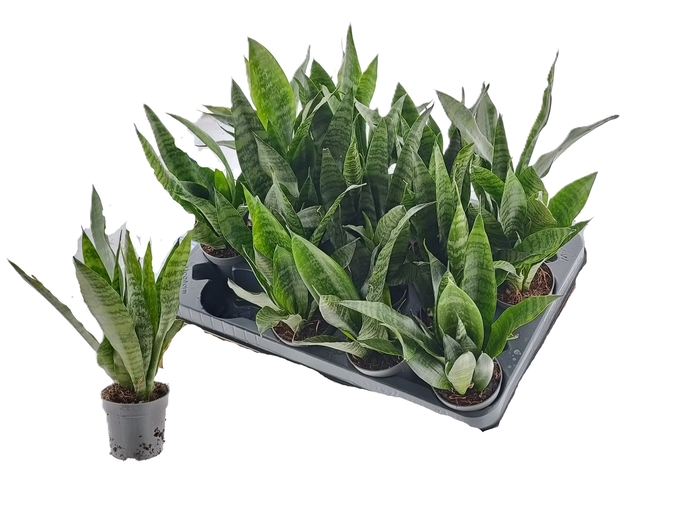<h4>SANSEV BLACK CORAL</h4>