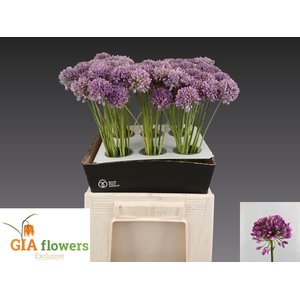 ALLIUM OV