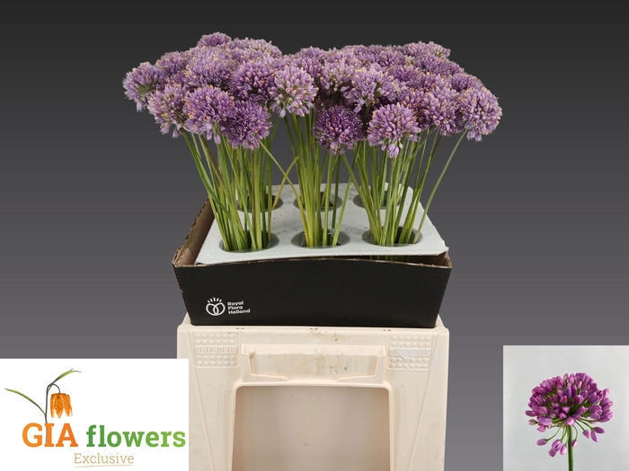 <h4>ALLIUM OV</h4>