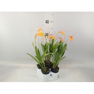 Orchideeen   ...