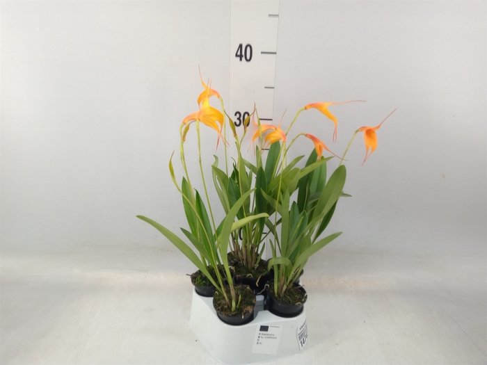 <h4>Orchideeen   ...</h4>