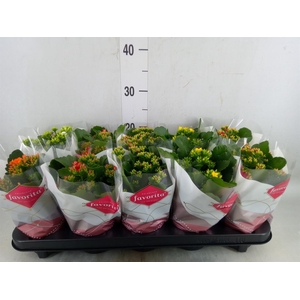 Kalanchoe blos.   ..mix 6