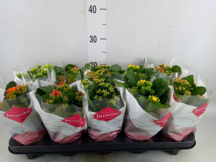 <h4>Kalanchoe blos.   ..mix 6</h4>