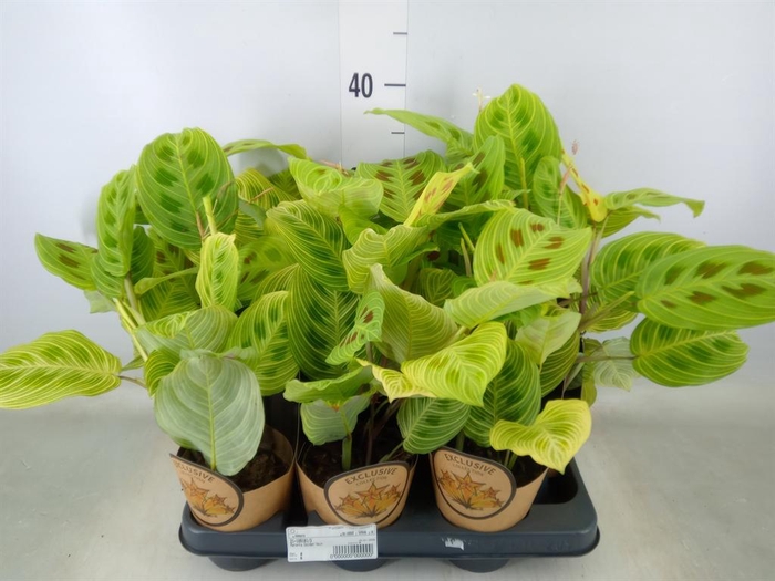 <h4>Maranta leuc.   ...</h4>