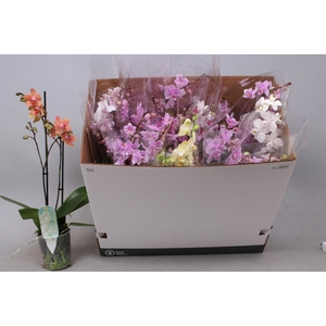 PHAL MF GEM 5 KL