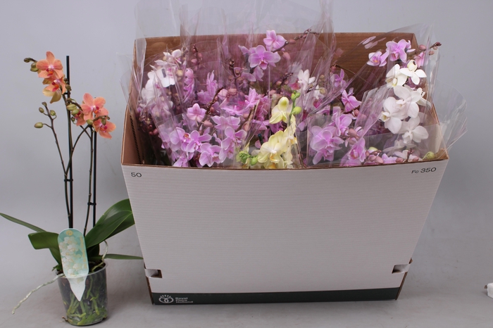 <h4>PHAL MF GEM 5 KL</h4>