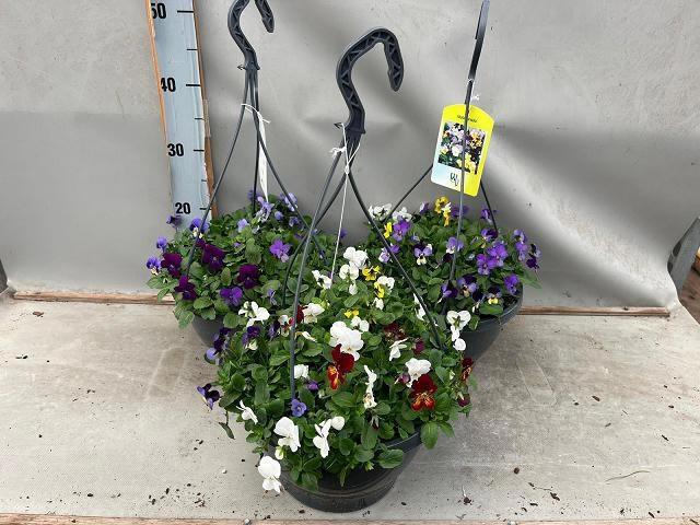 <h4>VIO CO END MIXK</h4>