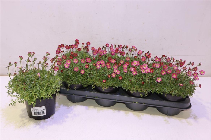 <h4>Saxif Ar Peter Pan</h4>