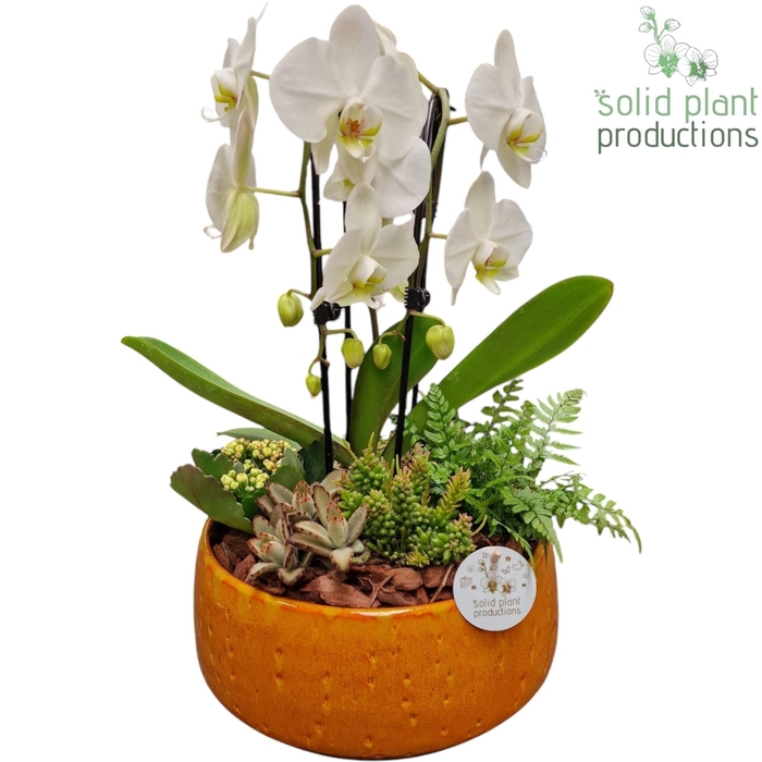 <h4>PH113 Sophia Orange Cascade</h4>