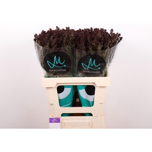 Phlox Pan Blind Lion