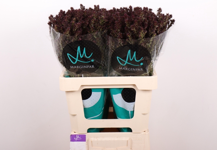 <h4>PHLOX P BLIND LION</h4>