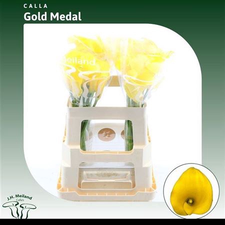 <h4>Zant Gold Medal</h4>