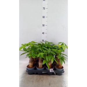 Pachira aquatica