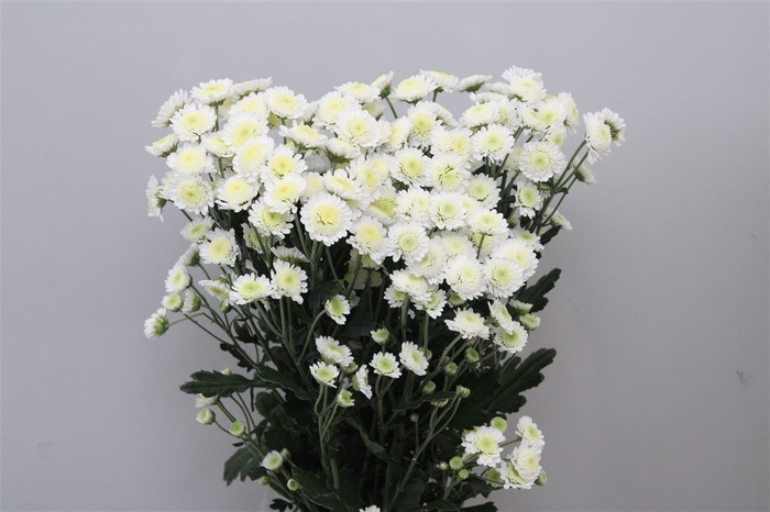 <h4>Chr T Stallion</h4>