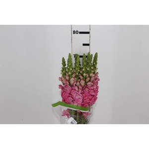 BOCA DE LEAO UBIRA ROSE 070 CM