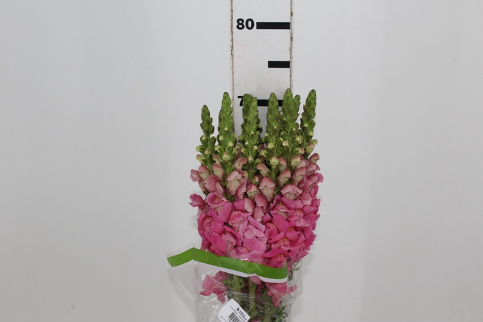 <h4>BOCA DE LEAO UBIRA ROSE 070 CM</h4>