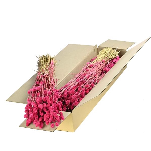 <h4>Phalaris Sb Sugar Pink</h4>