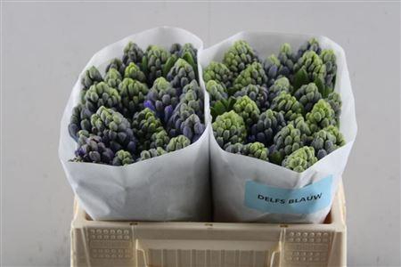 <h4>Hyac Delft Blue (groot)</h4>