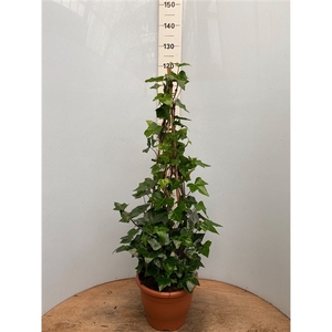 Hedera pyramide Montgomery H120