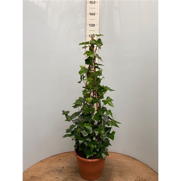 <h4>Hedera pyramide Montgomery H120</h4>