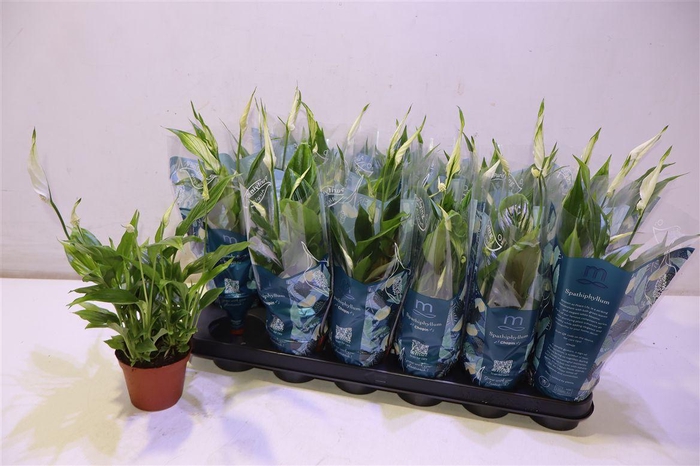 <h4>arr8 Spath Chopin</h4>