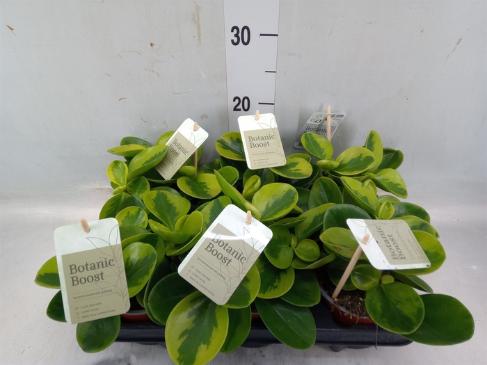 <h4>Peperomia</h4>