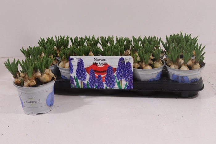 <h4>MUSCAR BIG SMILE</h4>