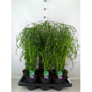 Cyperus alternifolius