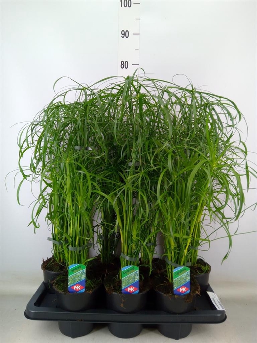 <h4>Cyperus alternifolius</h4>