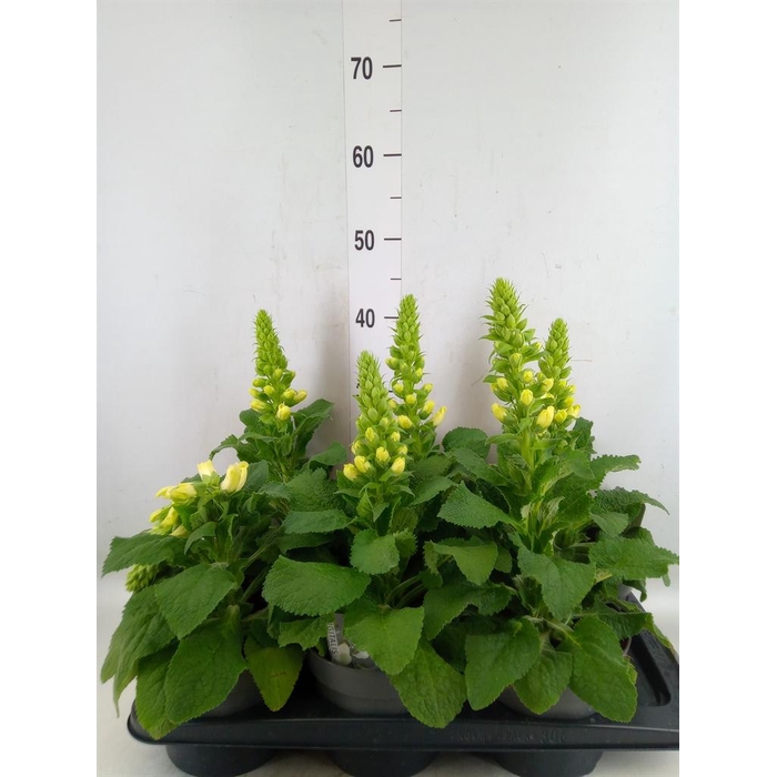 <h4>Digitalis   ...</h4>