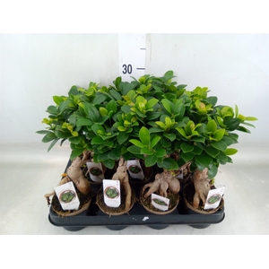Ficus microcarpa 'Ginseng'