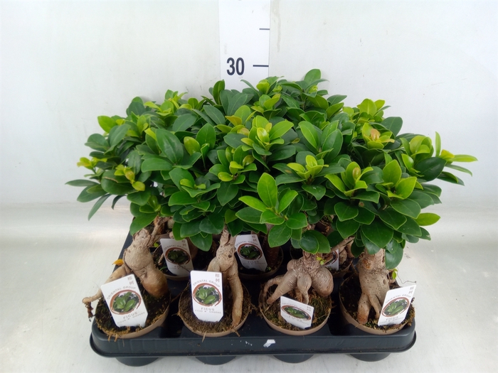 <h4>Ficus microcarpa 'Ginseng'</h4>