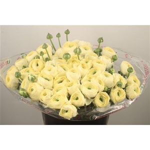 Ran... Su Cream 789 Super X50