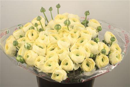 Ran... Su Cream 789 Super X50