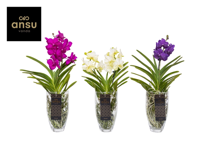 <h4>Vanda Gemengd Glas Charlotte</h4>