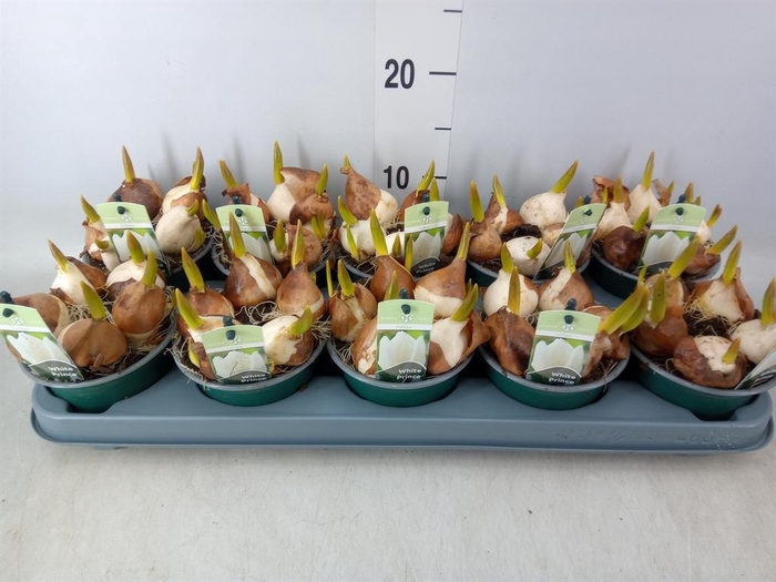 <h4>Tulipa   ...</h4>