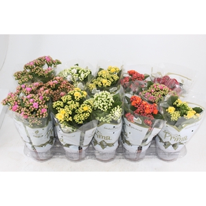 KALANCHOE DOBRADO P11