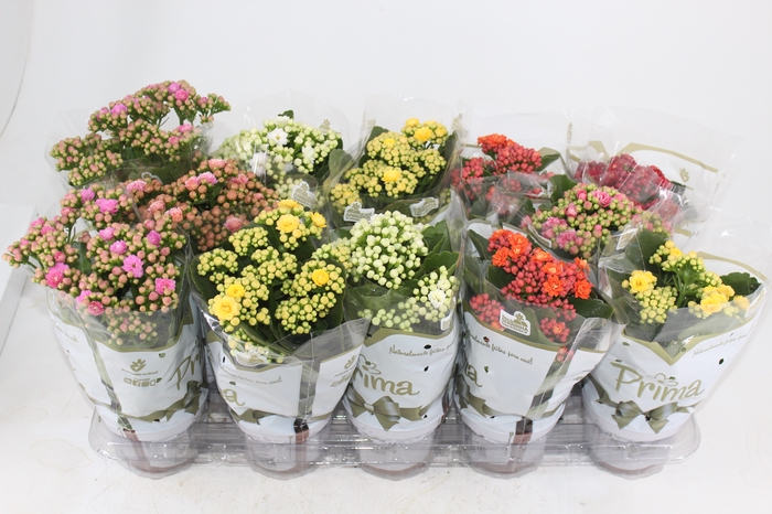 <h4>KALANCHOE DOBRADO P11</h4>