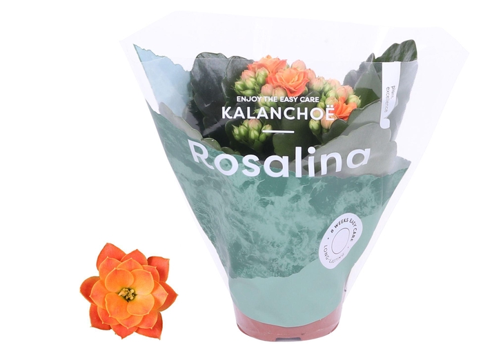 <h4>Kalanchoe Rosalina 06cm Don Pedro oranje</h4>