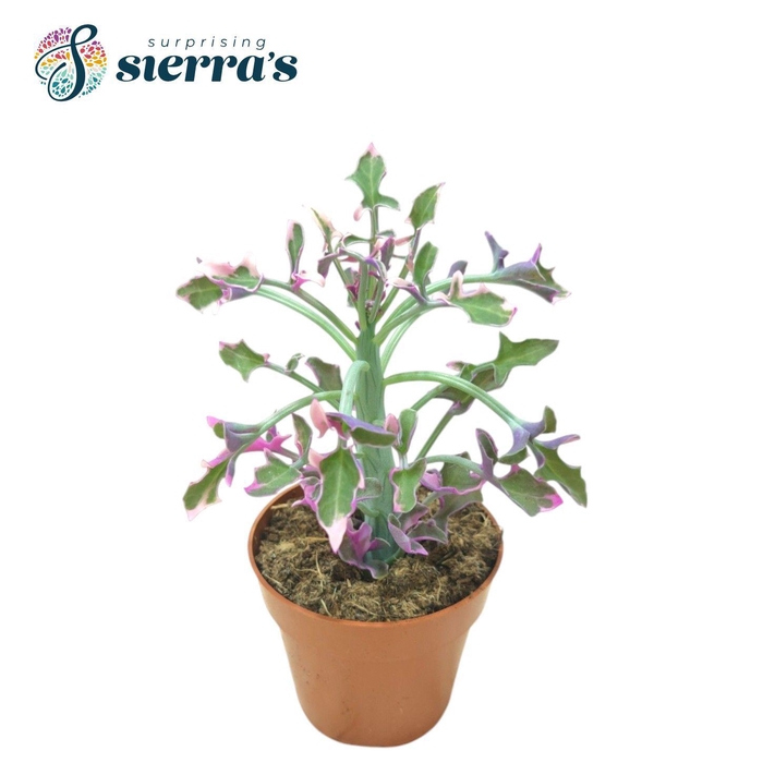 <h4>Senecio Articulatus Variegata</h4>