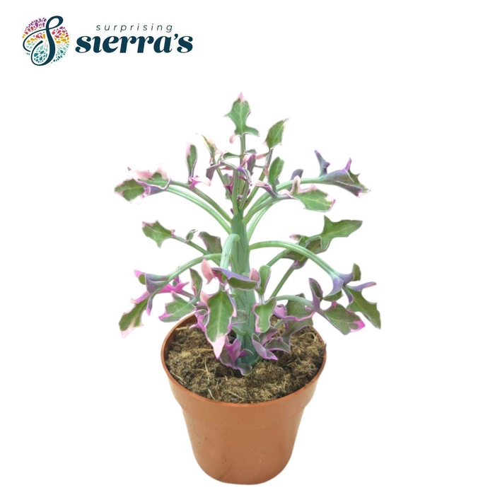 <h4>Senecio Articulatus Variegata</h4>