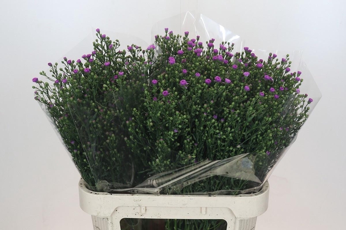 <h4>AST CASAROSA</h4>