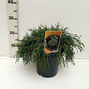 Chamaecyparis Filifera Na