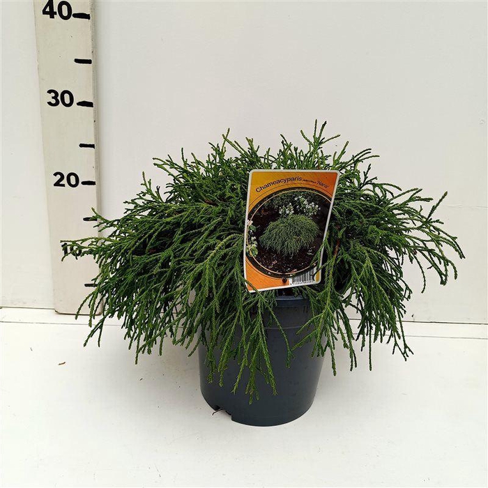 <h4>Chamaecyparis Filifera Na</h4>