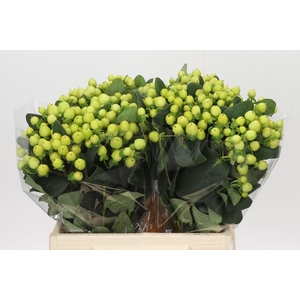 Hypericum Smiley Romance