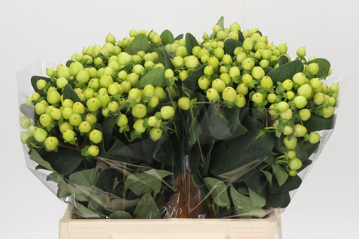 <h4>Hypericum Smiley Romance</h4>