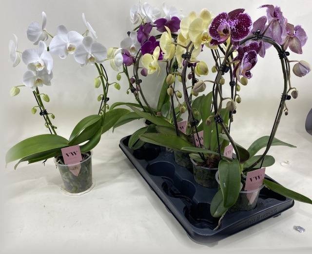 <h4>PHAL GEM</h4>