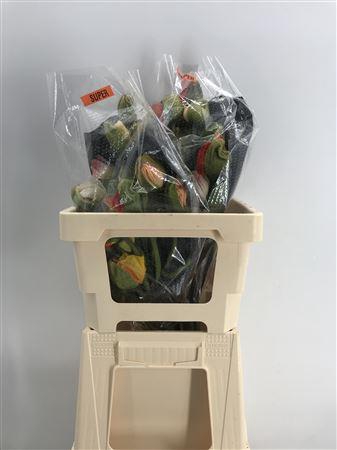 <h4>Papaver Super Mix</h4>